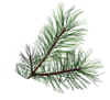 Pine Branch Image